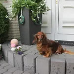 Гостевой дом Roseneck 3*